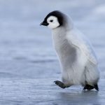 PinguBild